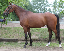 Safari As v. Sergeant Pepper wurde beste Springstute in der Stationsprüfung (8,94) und mit 8,20 Dritte der Prüfung. Safari As v. Sergeant Pepper wurde beste Springstute in der Stationsprüfung (8,94) und mit 8,20 Dritte der Prüfung.